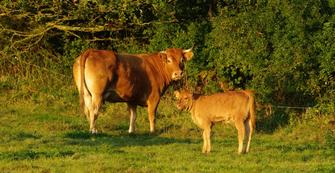 Vache Limousine et son veau