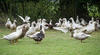 Indemnisation influenza aviaire : avance de trésorerie remboursable pour entreprises de l'aval