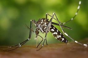 Arrêté lutte contre le chikungunya, la dengue et zika