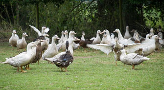 Cp - Influenza aviaire en Dordogne - De la gestion de crise à la relance de la filière